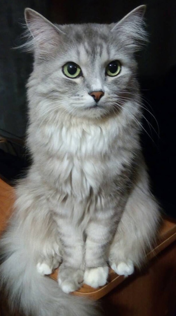Котовторник же!