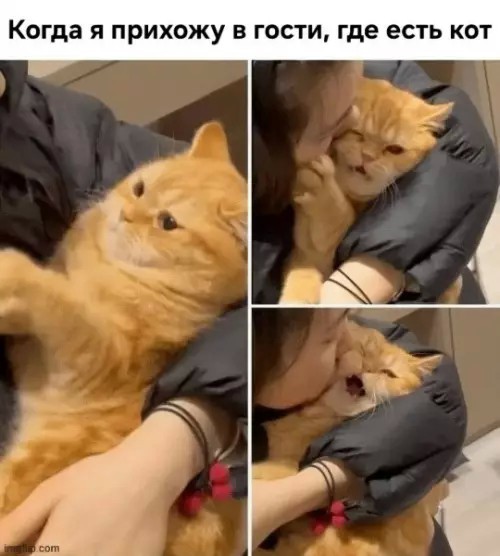 К котовторнику: подборка картинок-баянов с котиками и про котиков. Выпуск 38.