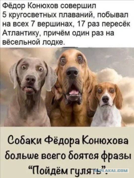 Веселые картинки в маленькую пятницу (05.08)