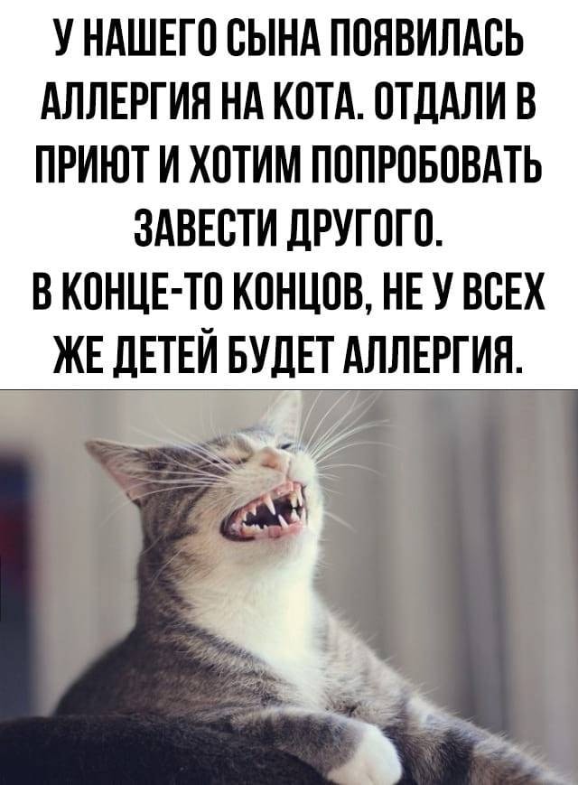Помогите найти кота