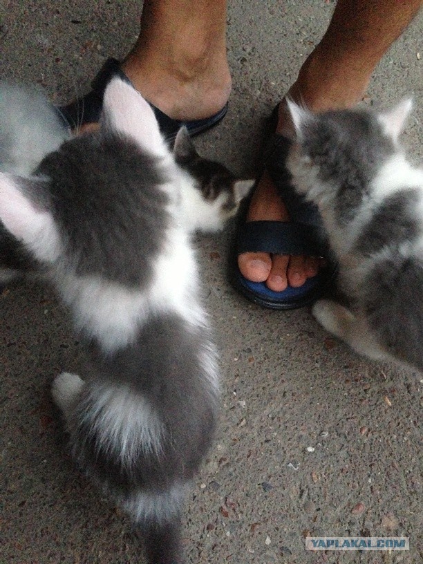 Котовторник 17.09.2013