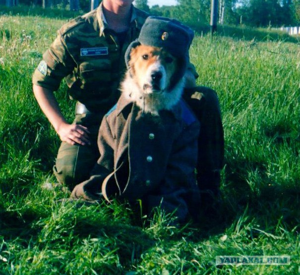 RUSSIAN AЯMY DOG