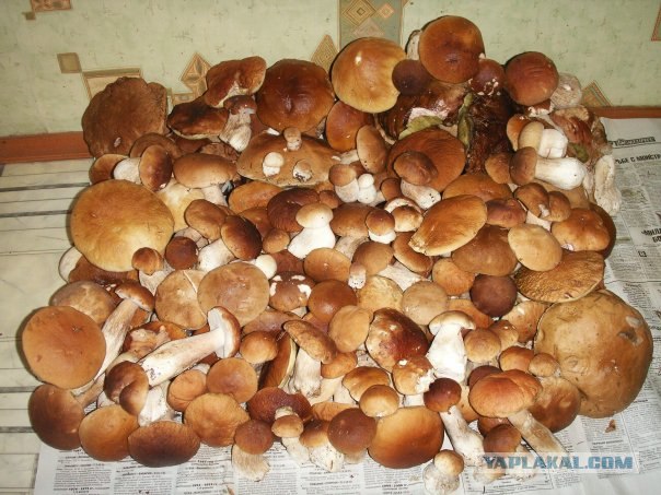 Собираем весенние грибы