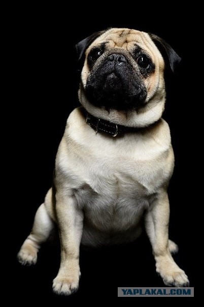 О, my dog
