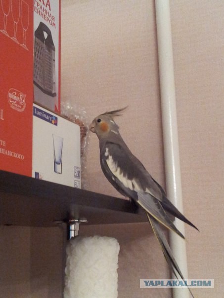 Как назвать питомца