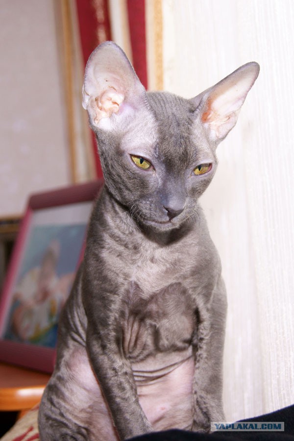 С Котовторником!