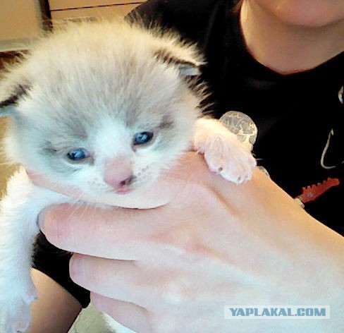 Котовторник 27.5.2014