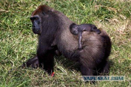 Трогательные моменты воспитания из жизни животных