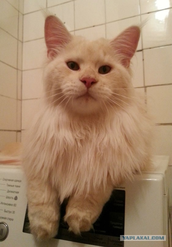 Котовторник 12.08.2014