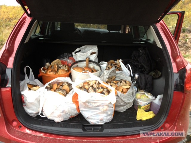 Грибной сезон. Начало.