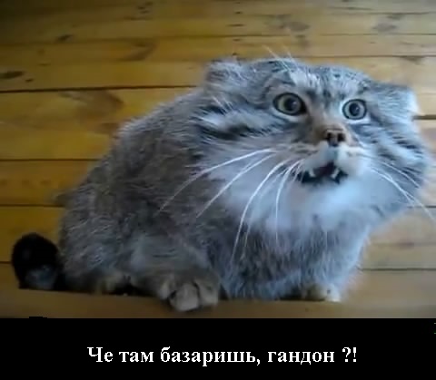 Морально-волевые качества американских моряков
