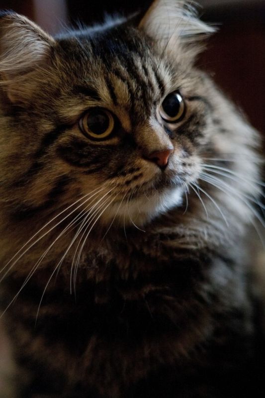 Котовторник 9.12.2014