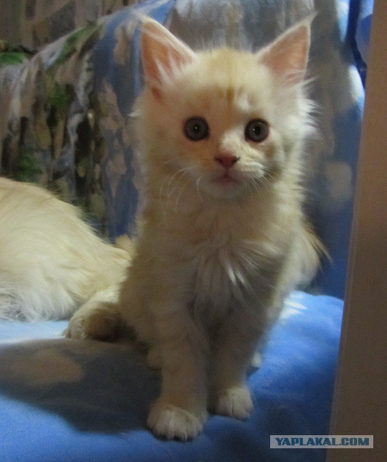 Котовторник