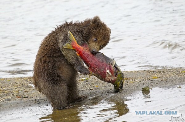 Фотопроект Best of Russia 2012