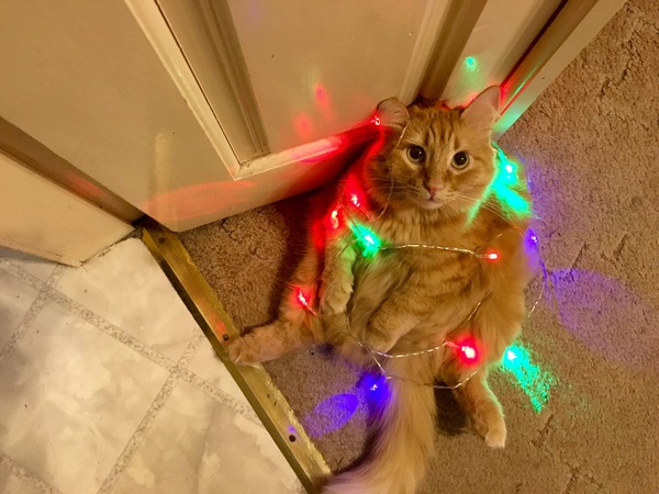 Котооо-о-о-вторник