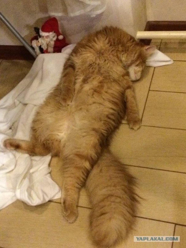 Котовторник