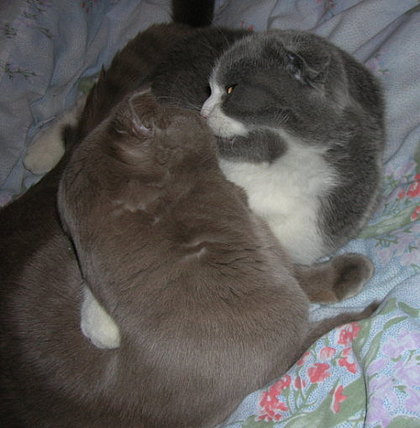 Коты, кошки, котята
