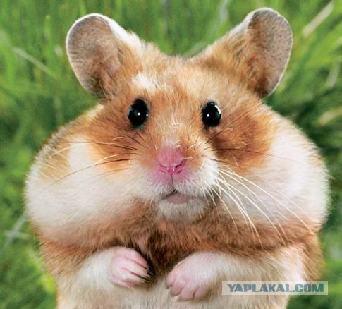 Электронная сигарета, матчасть и выбор