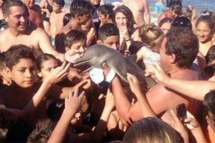 Курортники до смерти замучили дельфина с помощью селфи.