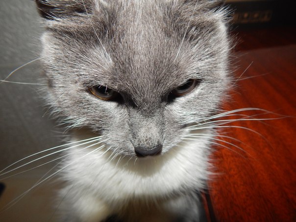 Этот ВЗГЛЯД!