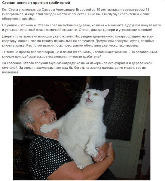 Мохнатые беспредельщики