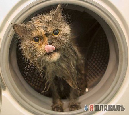 Прикольные котейки