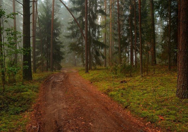 Порция картинок