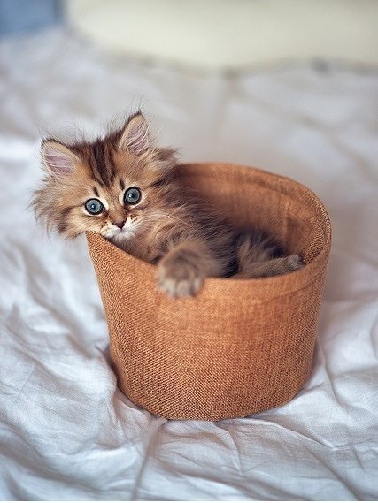 Коты из сети