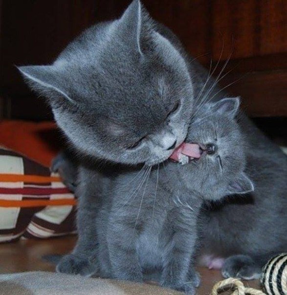 Коты из сети