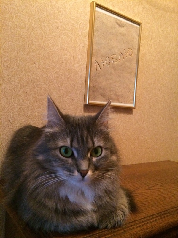 Котовторник 27.12.2016