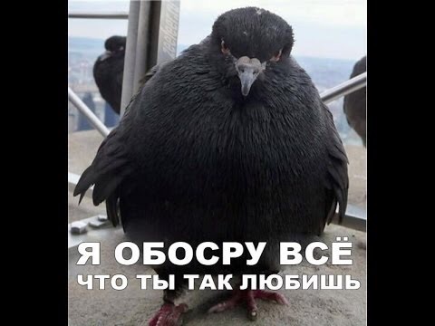 Лютый и не совсем светлый юмор