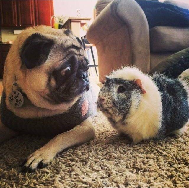 Картинки всякие разные