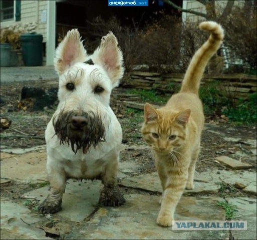 Котовторник 13.03.2018