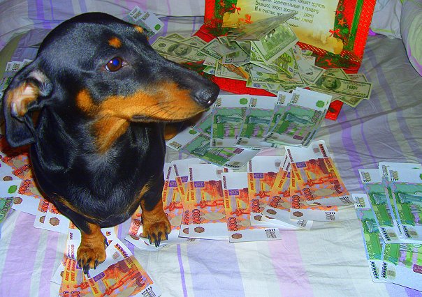 Живность из сети