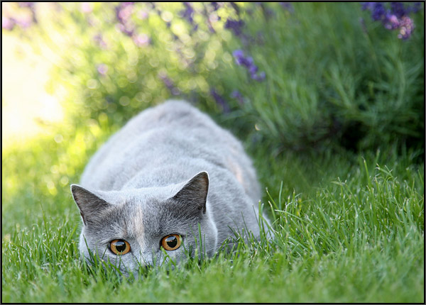Котовторник на ЯПлакалъ
