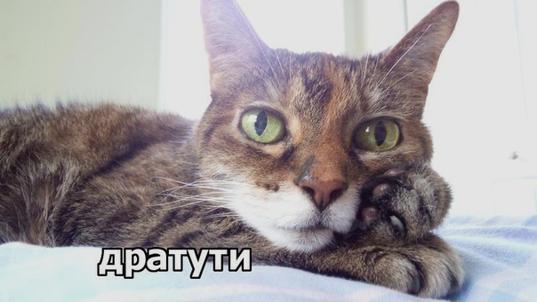Немного милоты