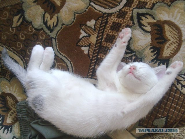 Котовторник на 22 июня
