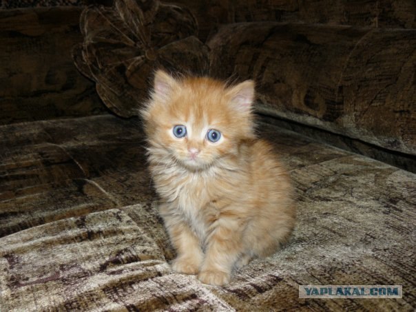 Котовторник! 08.11.11