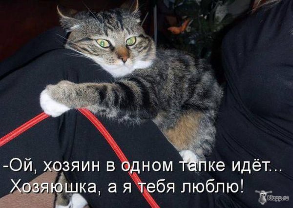 Котовторник (31.01.2012)