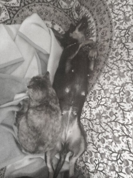 Котовторник (21.02.2012)