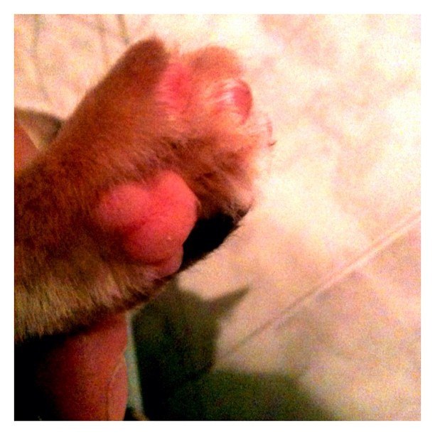 Котовторник 20.03.2012