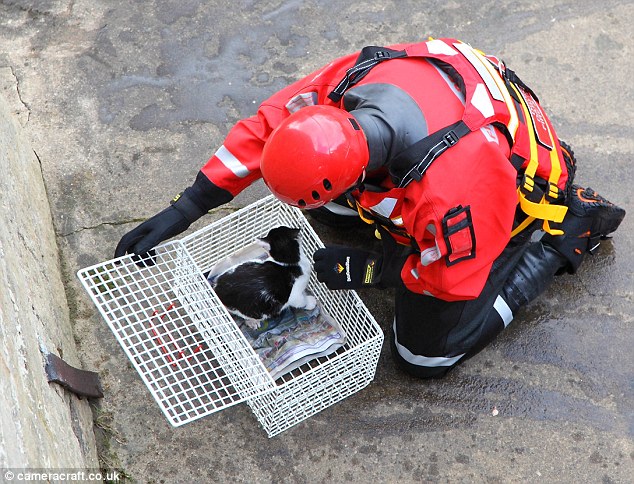 Сколько пожарных нужно, чтобы спасти одну кошку?