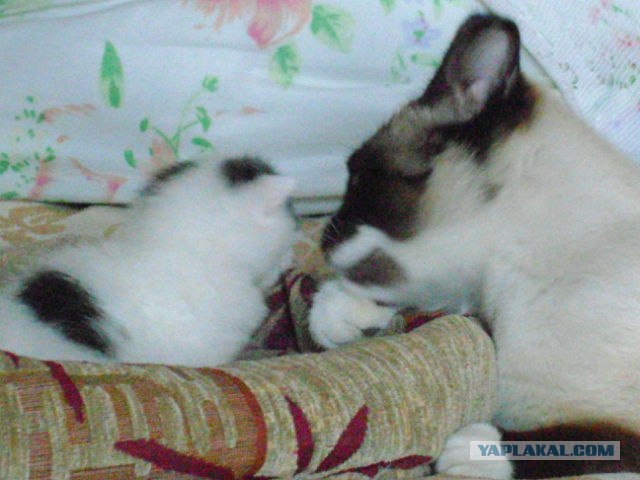 Котовторник 8 мая 2012