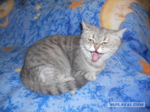 Котовторник  12. 06. 2012