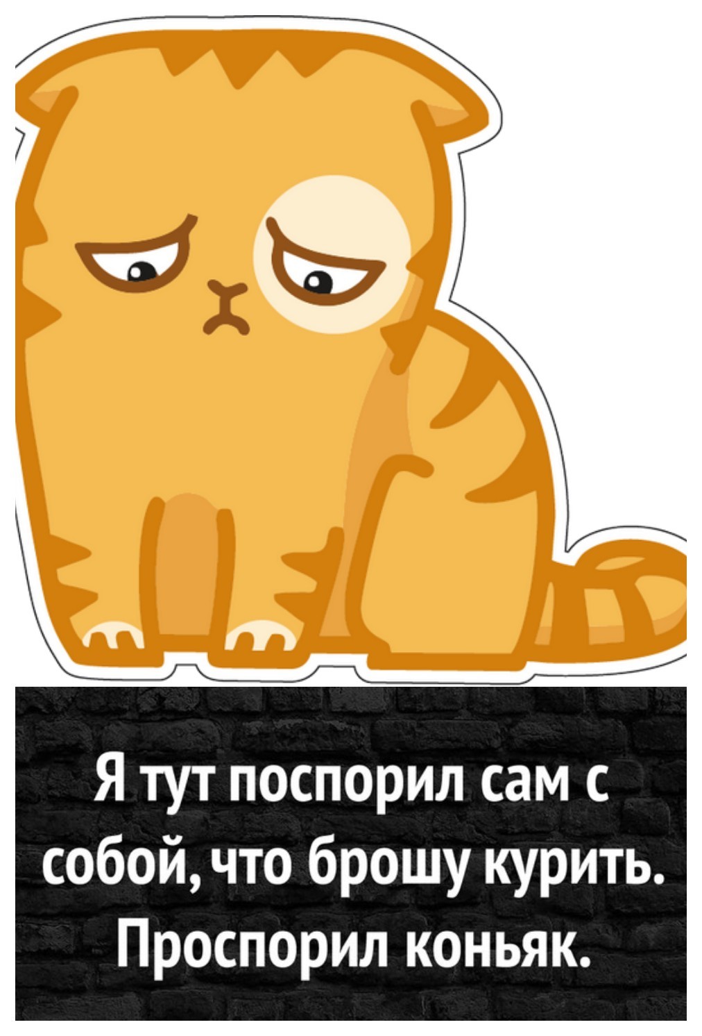 Кот Персик Плачет