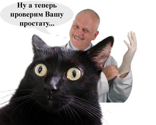 Киса хочет жабы