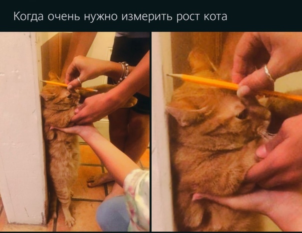 Немного картинок для настроения 02.11.20