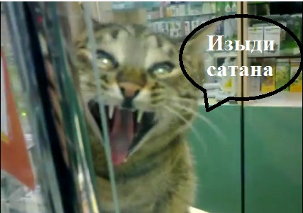 Кот заведует аптекой