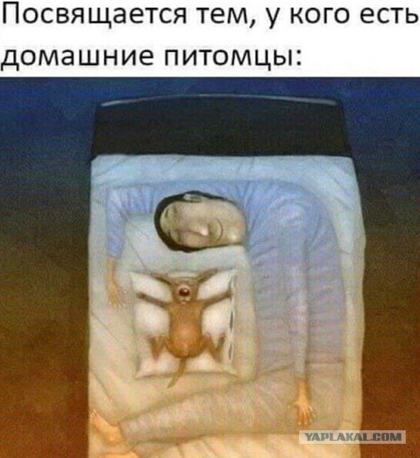 Обидели котеньку...