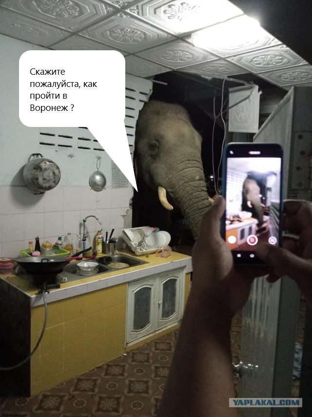 Слон вломился в жилой дом в Таиланде в поиске чего-нибудь вкусного